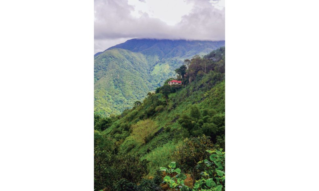 Seed to Cup 2 Coffee growers David and Chrissie Twyman’s home is nestled into Jamaica’s Blue Mountains. 702x1024 1