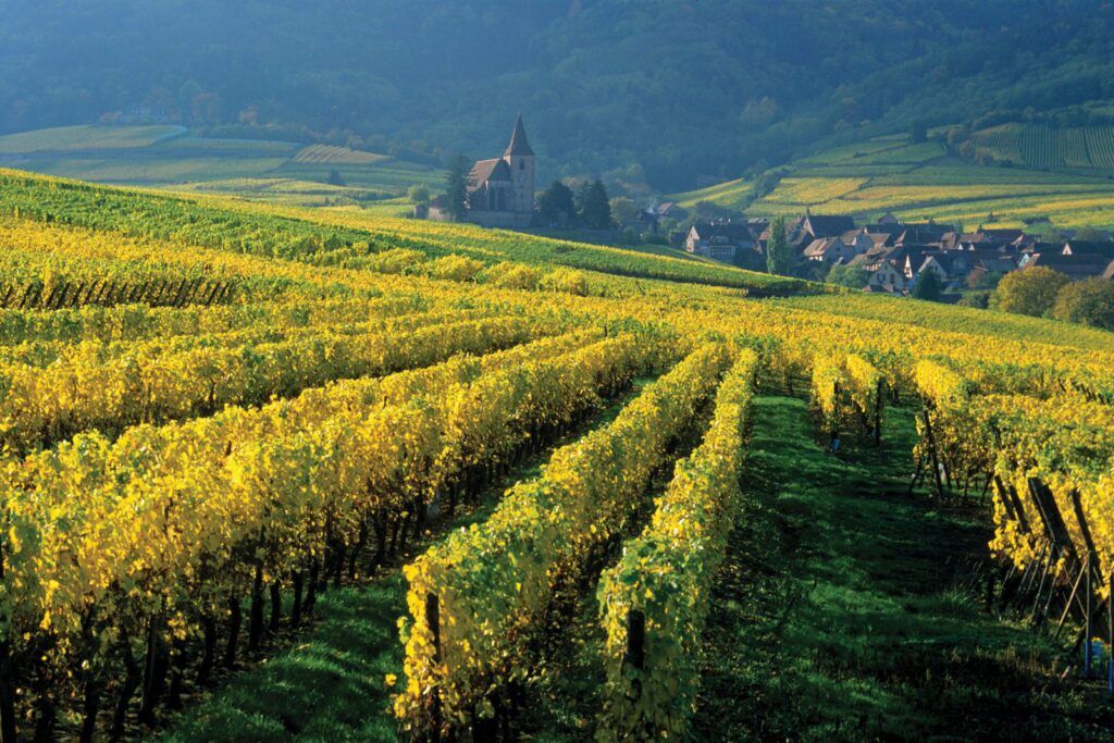European Vacation: Schnitzels, Cigars, and Alpine Peaks 7 vignoble hunawihr 37098678721 o