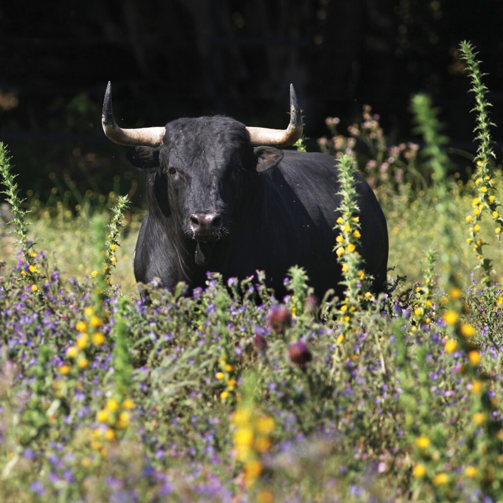 Meat of the Fighting Bull: A Spanish Tradition Revived 2 069